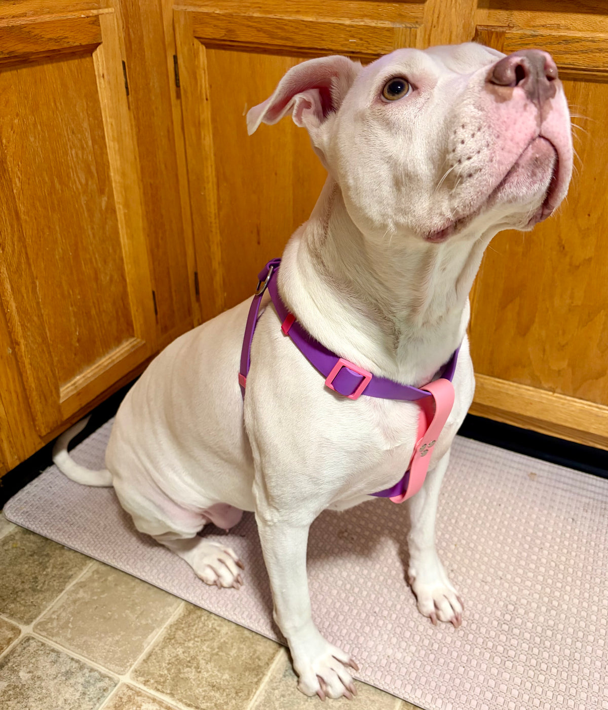 Pet harness M-L
