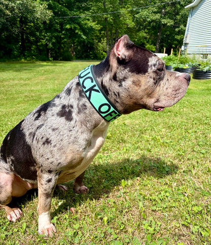 2" double layer collar